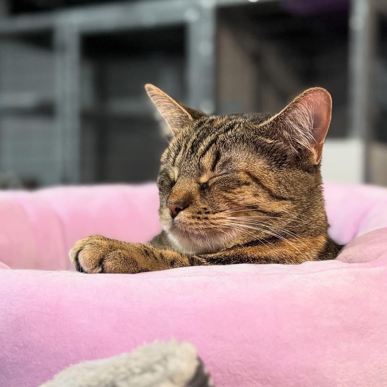 Enlarge Fancy, a ADOPTABLE Torbie in Whitewater, WI image 3/5