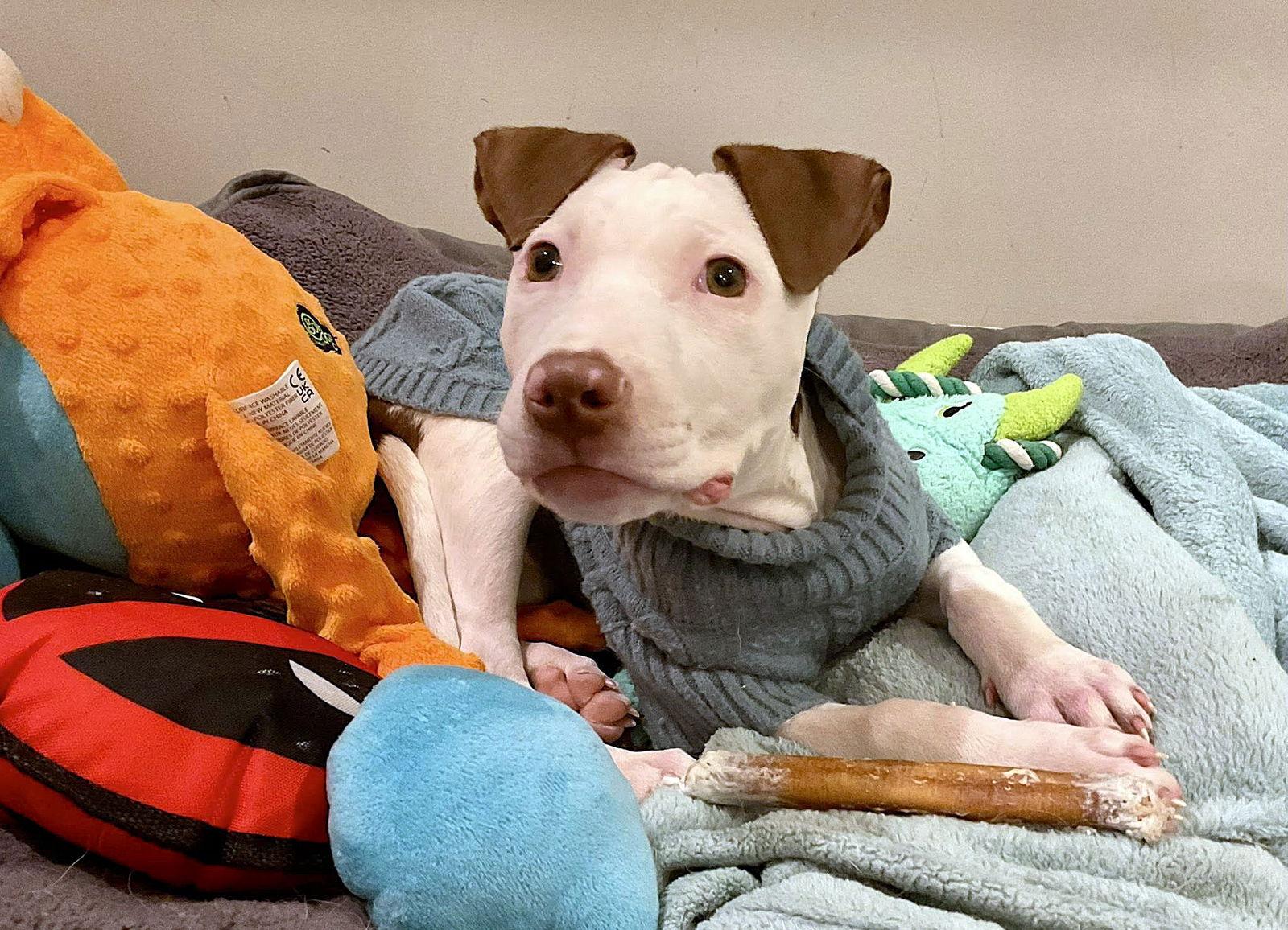 Enlarge Gumball, a Adopted Mixed Breed in Durham, NC image 1/3