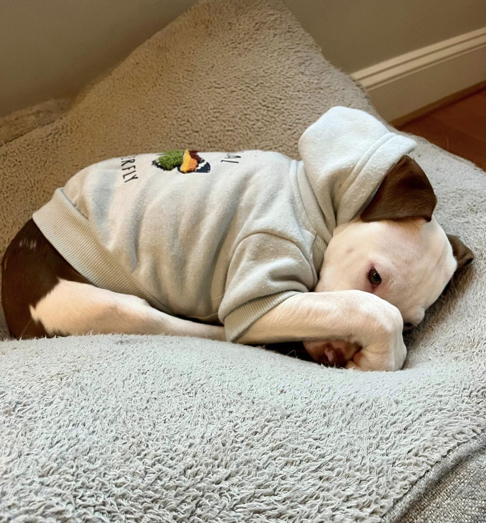 Enlarge Gumball, a Adopted Mixed Breed in Durham, NC image 2/3