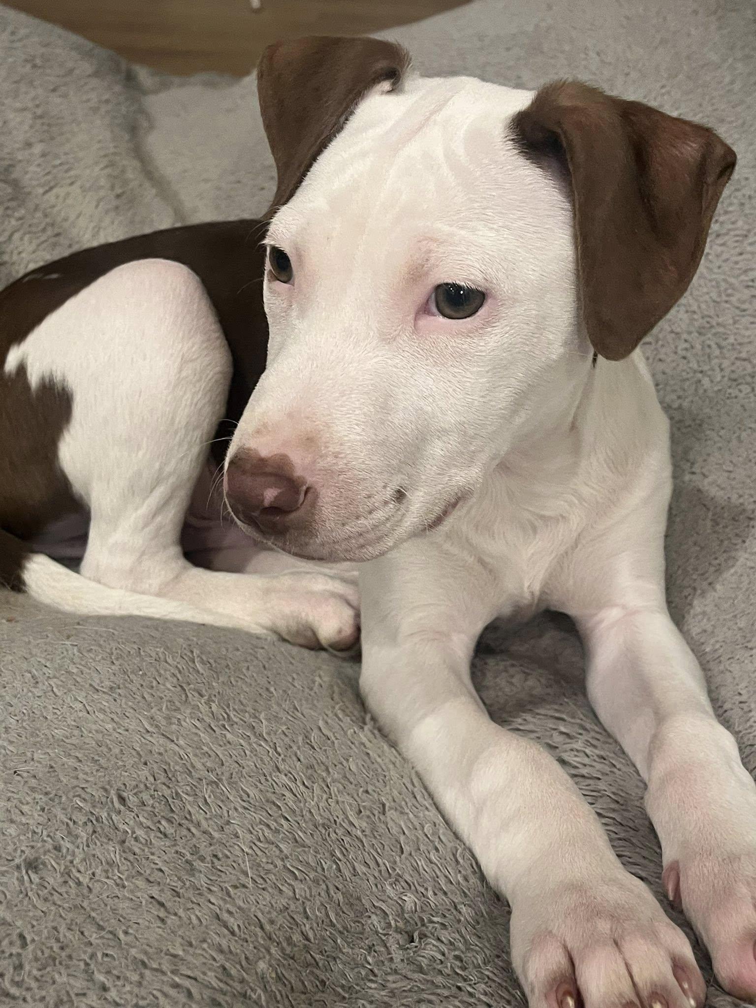 Enlarge Gumball, a Adopted Mixed Breed in Durham, NC image 3/3