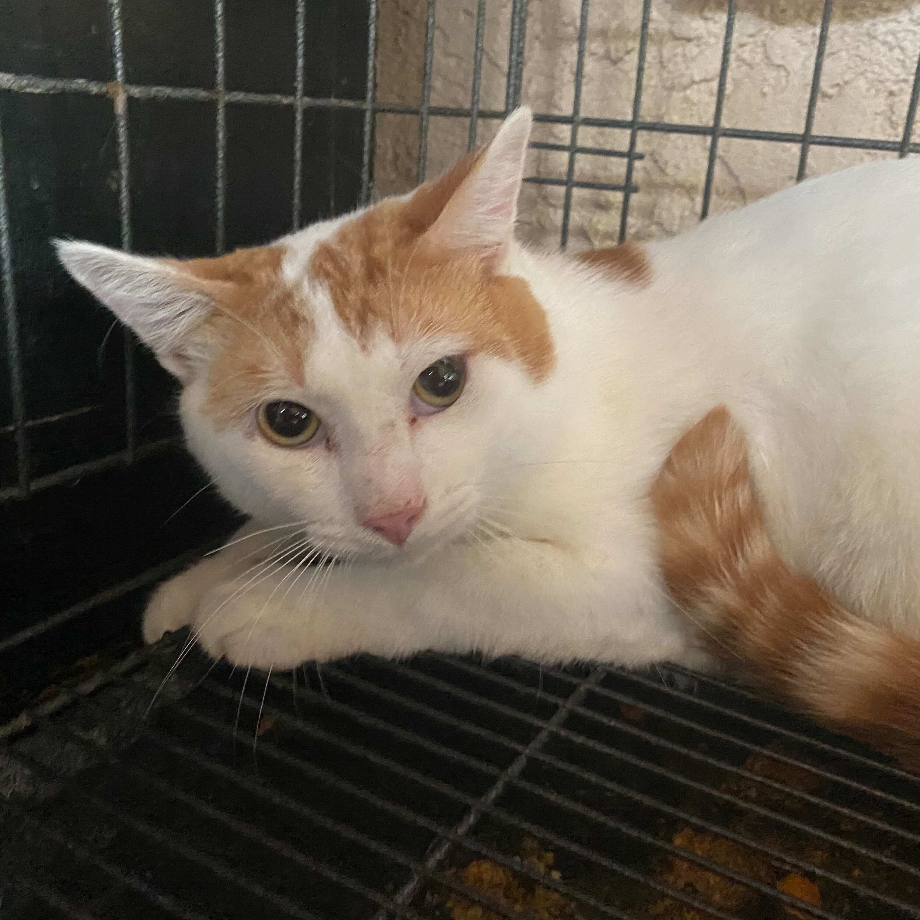 Cat for adoption Mordecai, a Domestic Short Hair in Las Cruces, NM