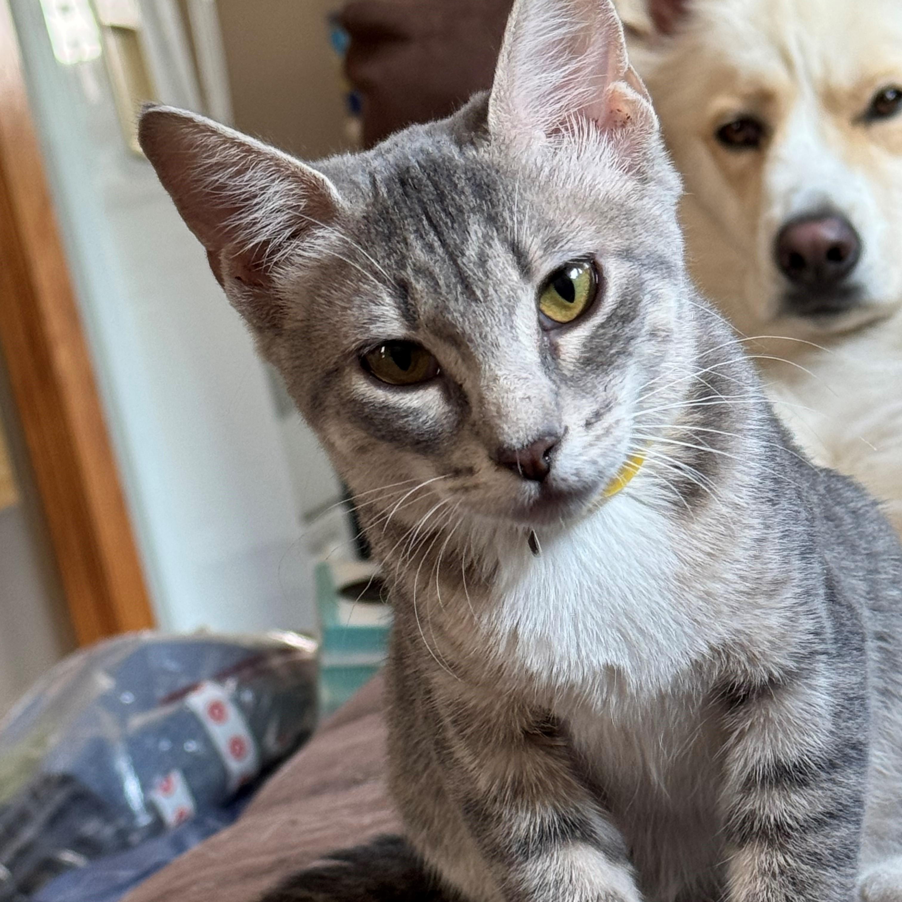 Enlarge Skittles, a Adoptable Domestic Short Hair in Minneapolis, MN image 2/3