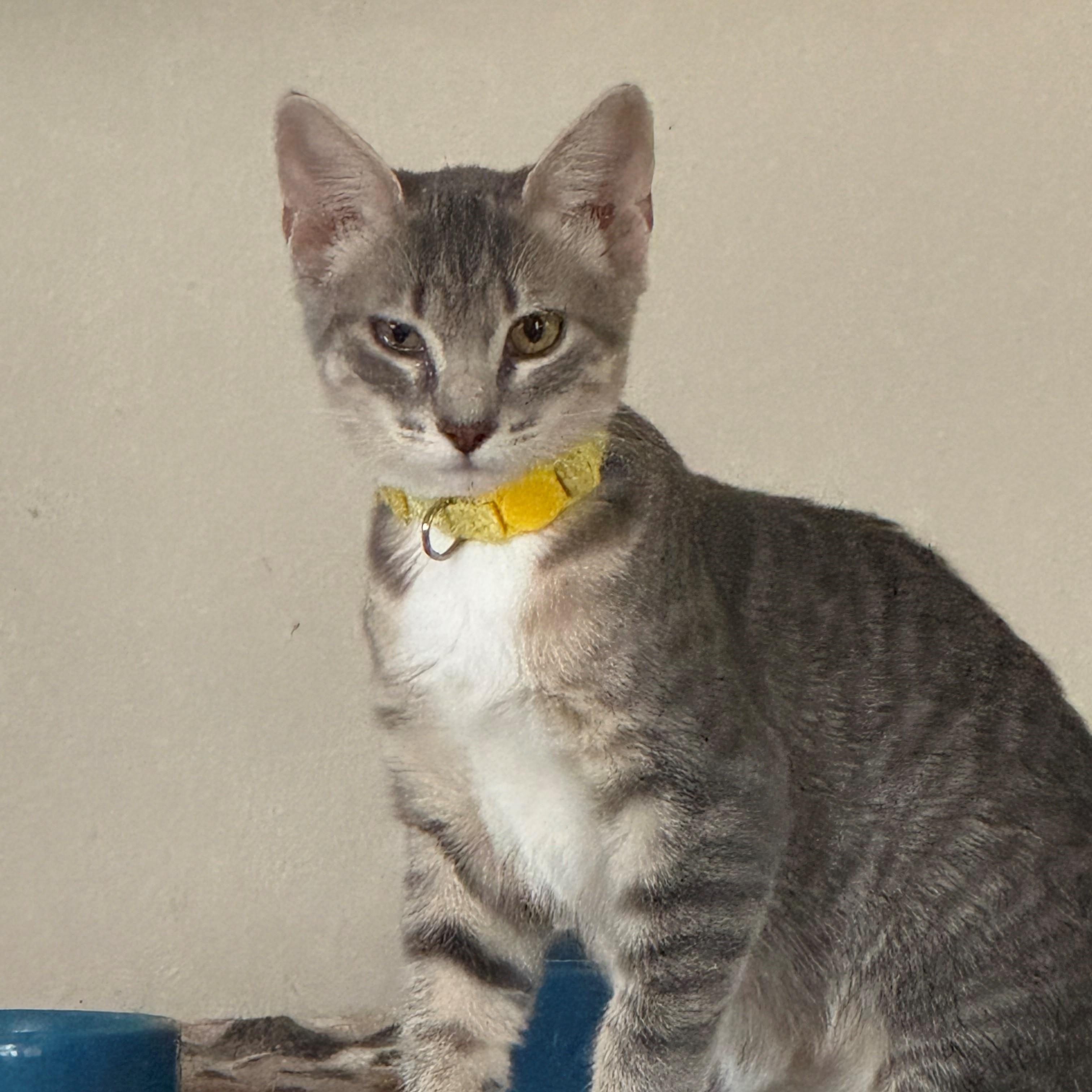 Enlarge Skittles, a Adoptable Domestic Short Hair in Minneapolis, MN image 1/3