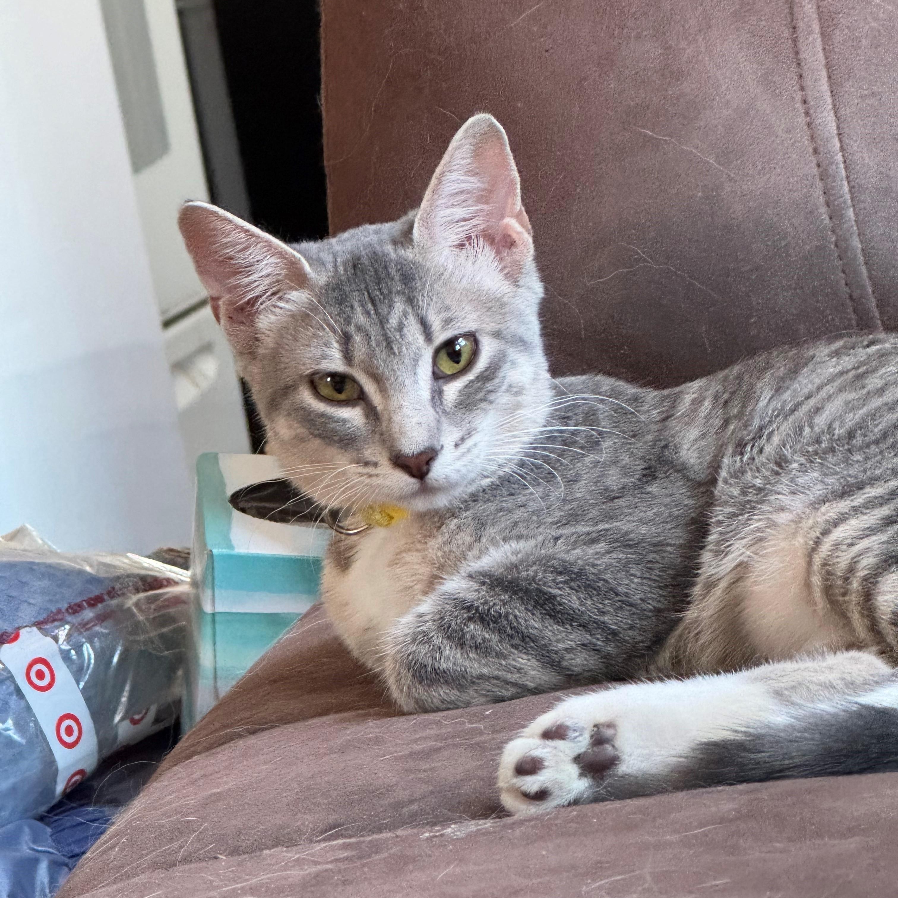 Enlarge Skittles, a Adoptable Domestic Short Hair in Minneapolis, MN image 3/3