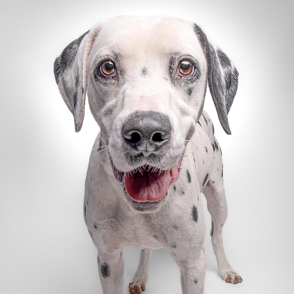 Enlarge Dillon, a Adoptable Dalmatian in Sonoma, CA image 2/6