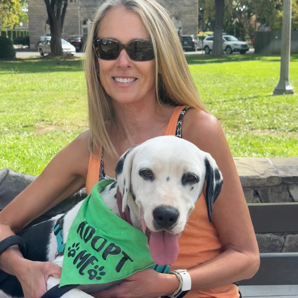 Enlarge Dillon, a Adoptable Dalmatian in Sonoma, CA image 3/6