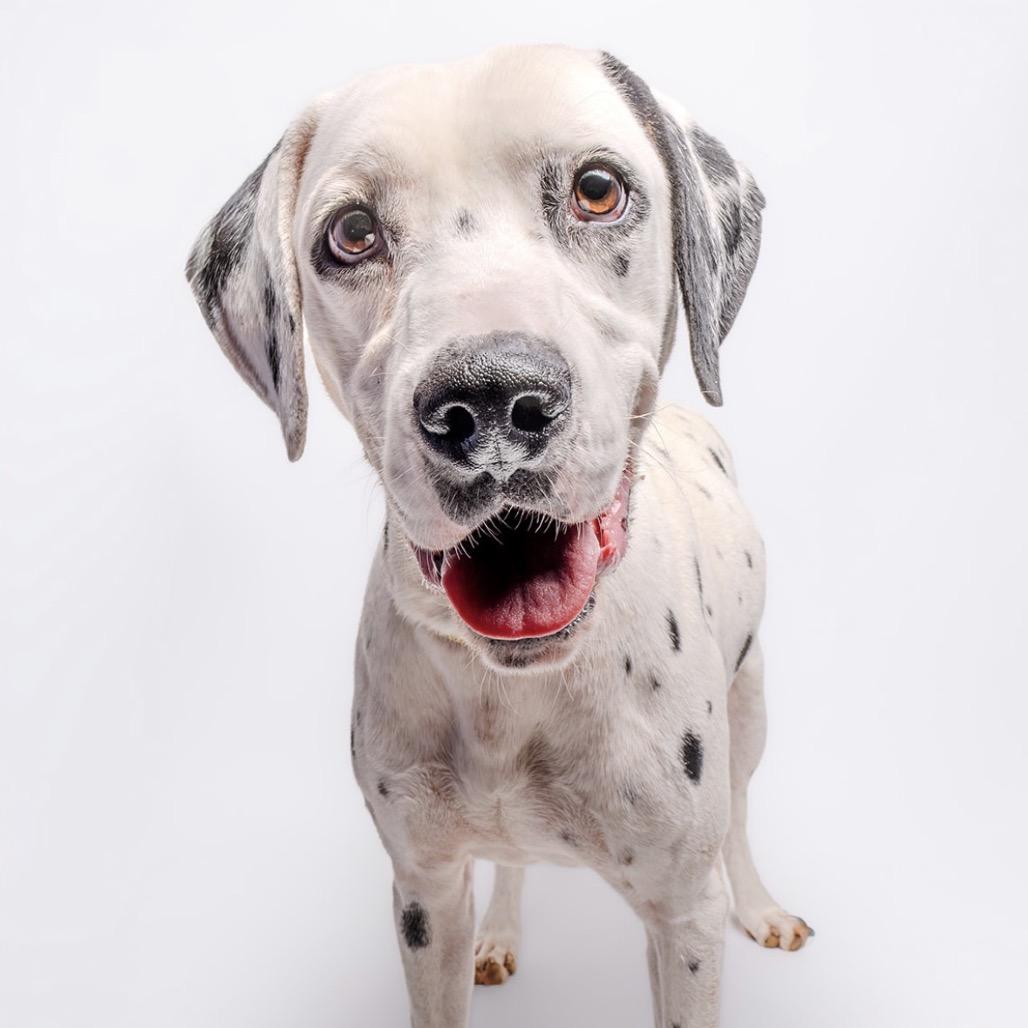 Enlarge Dillon, a Adoptable Dalmatian in Sonoma, CA image 4/6