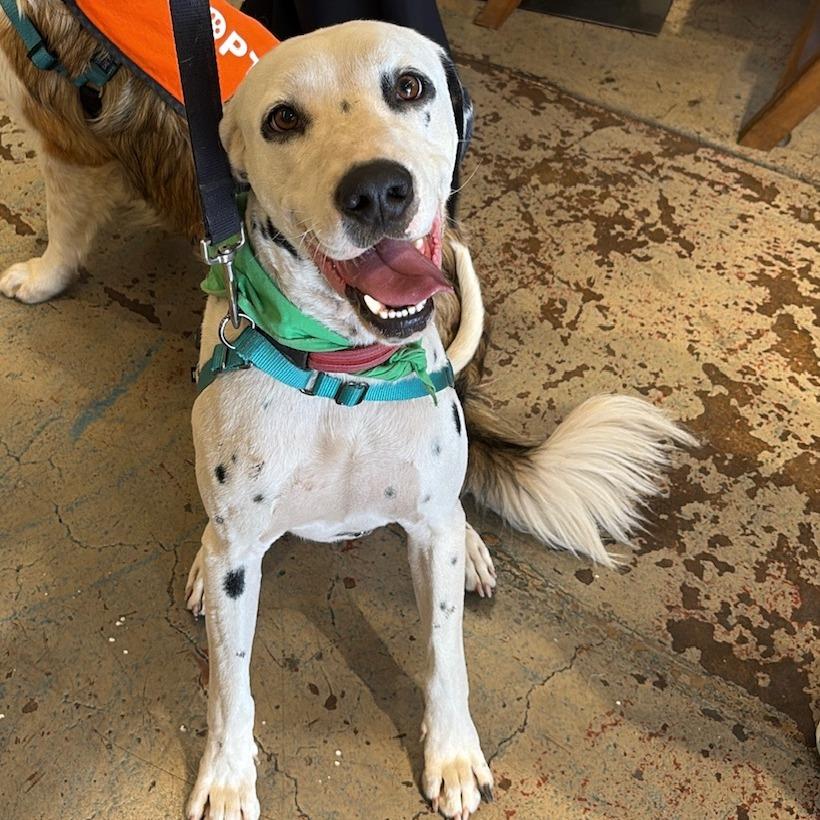 Enlarge Dillon, a Adoptable Dalmatian in Sonoma, CA image 6/6