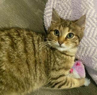 Enlarge Loretta, an adopted American Shorthair in Fredericksburg, OH image 1/2