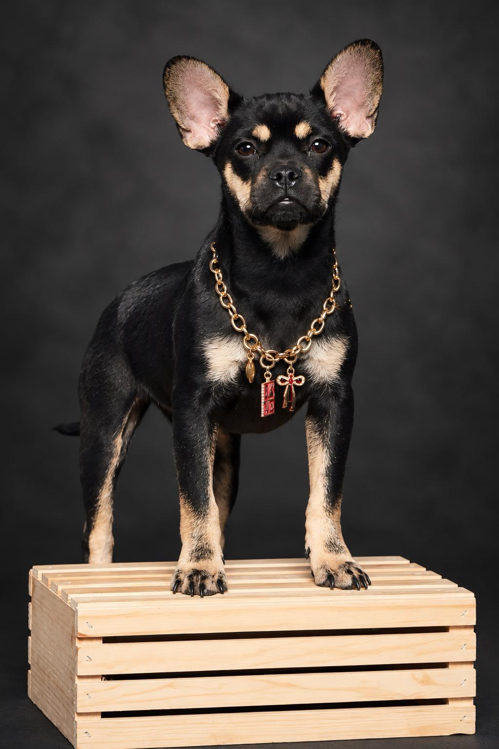 Enlarge Nova, a Adoptable mixed breed in Concord, CA image 2/5