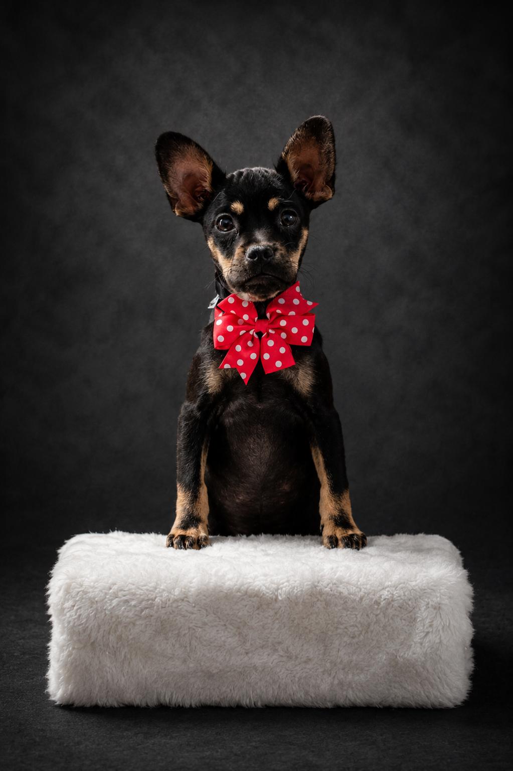 Enlarge Nova, a Adoptable mixed breed in Concord, CA image 3/5