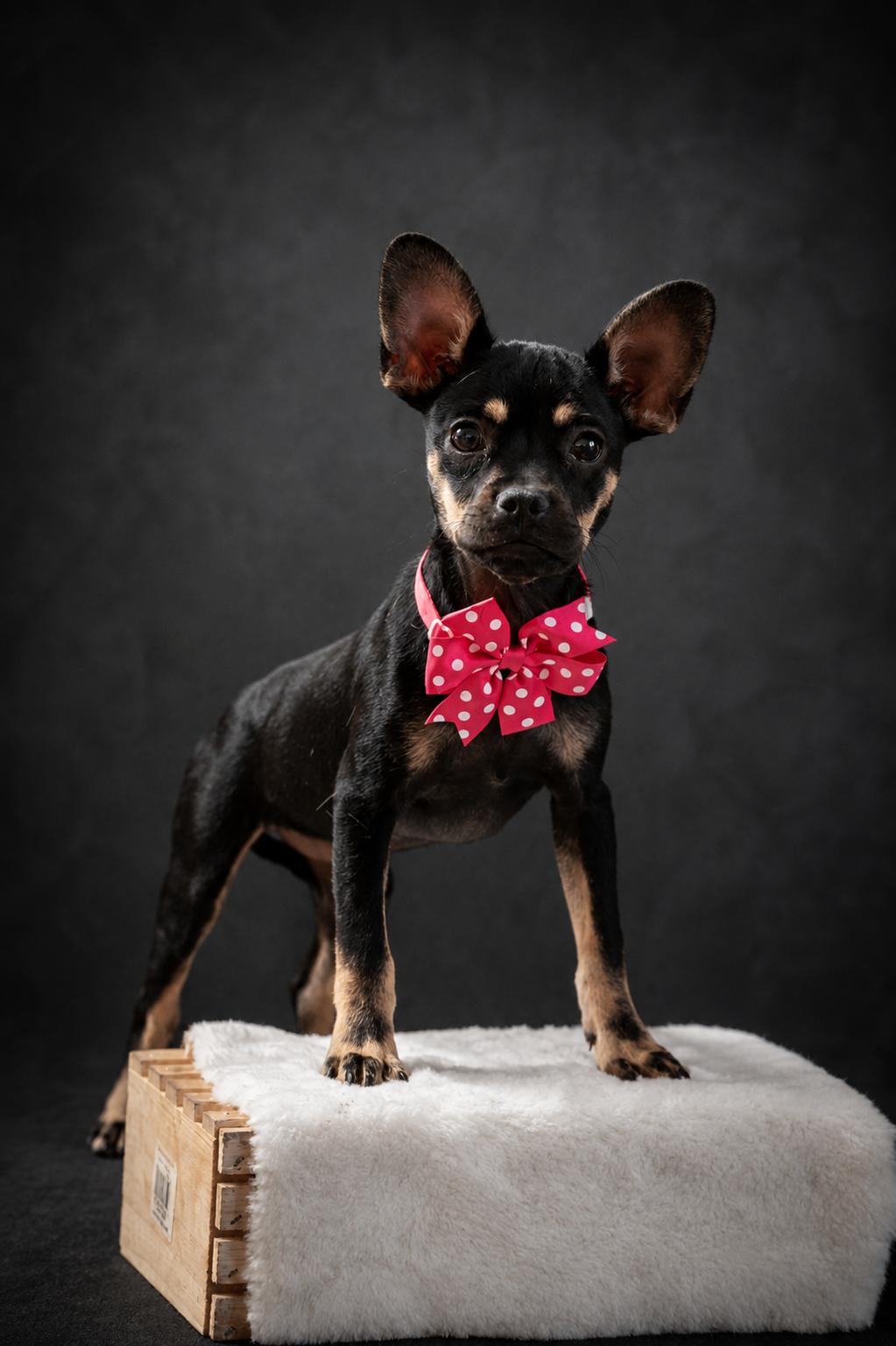 Enlarge Nova, a Adoptable mixed breed in Concord, CA image 4/5