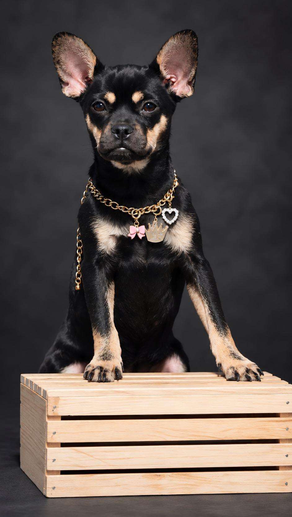 Enlarge Nova, a Adoptable mixed breed in Concord, CA image 1/5