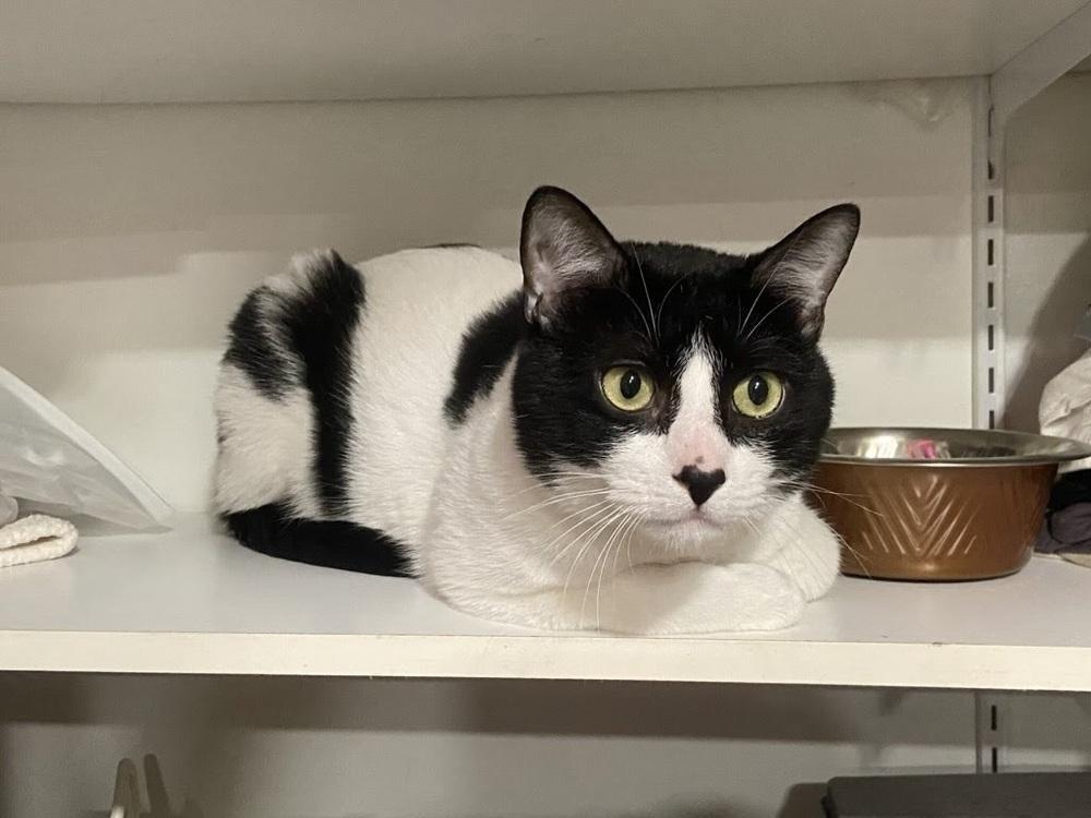 Angel Baby, Adoptable, Young Male Domestic Short Hair.