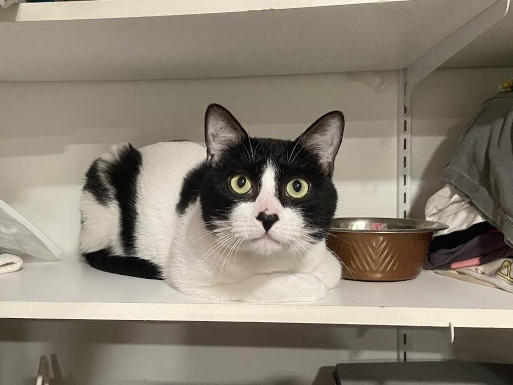 Enlarge Angel Baby, a Adoptable Domestic Short Hair in Patchogue, NY image 3/6