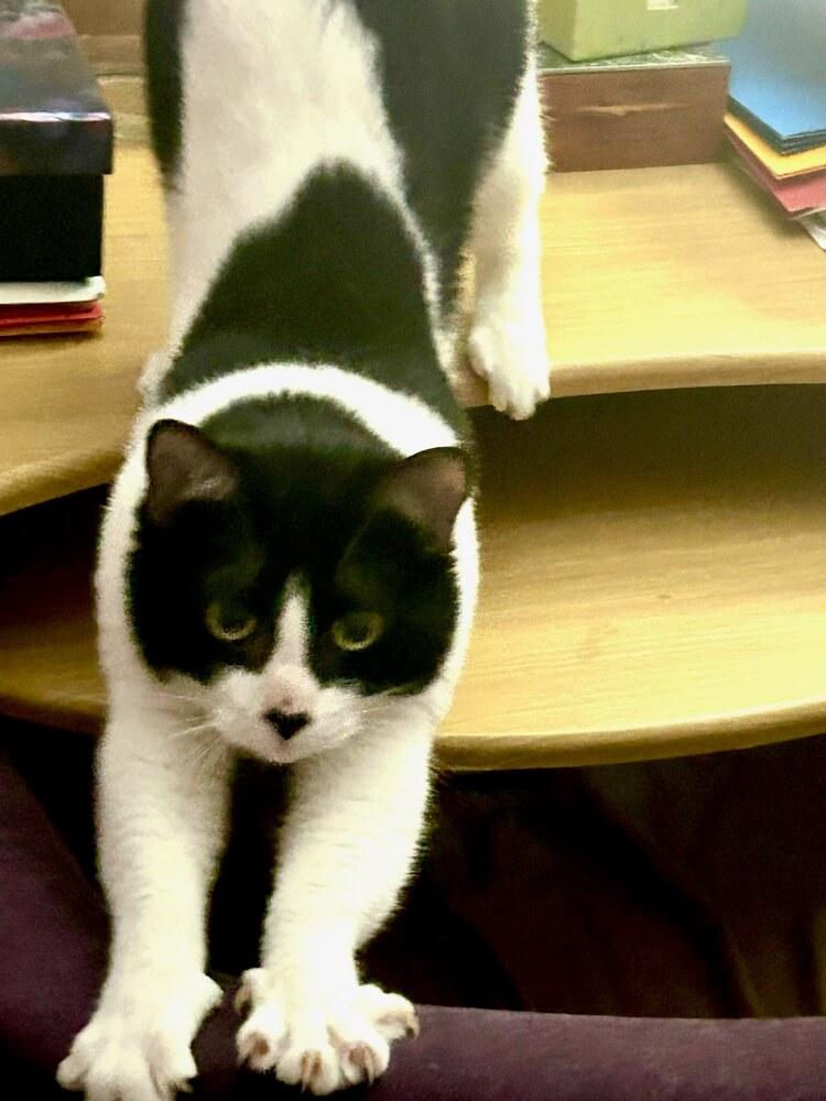 Enlarge Angel Baby, a Adoptable Domestic Short Hair in Patchogue, NY image 5/6