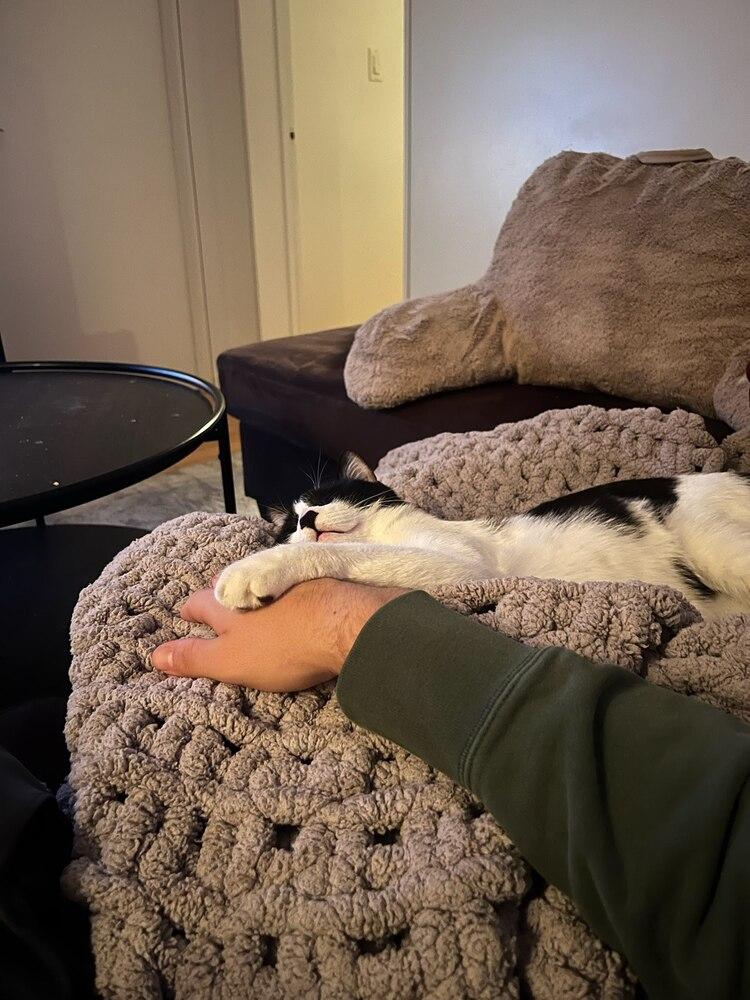 Enlarge Angel Baby, a Adoptable Domestic Short Hair in Patchogue, NY image 6/6