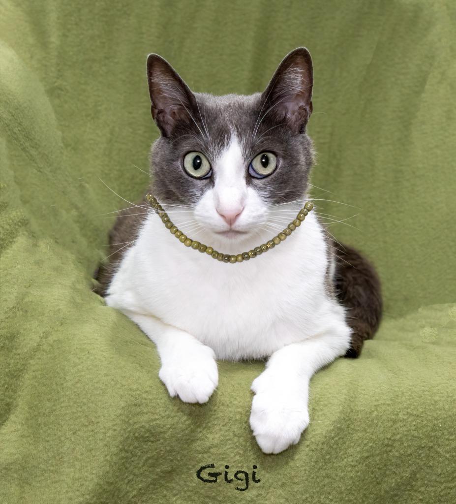 Gigi, Adoptable, Adult Female Domestic Short Hair.
