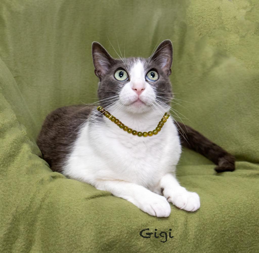 Gigi, a Adoptable mixed breed in Hot Springs Village, AR image 2/2