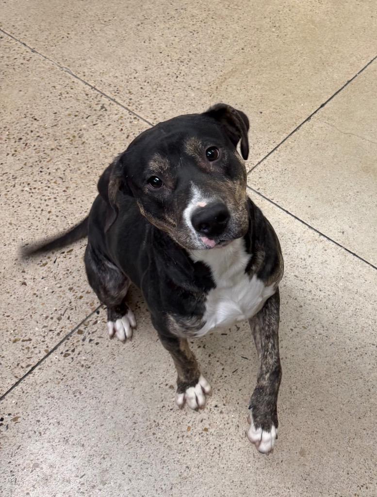 Harvey, Adoptable, Young Male Hound.