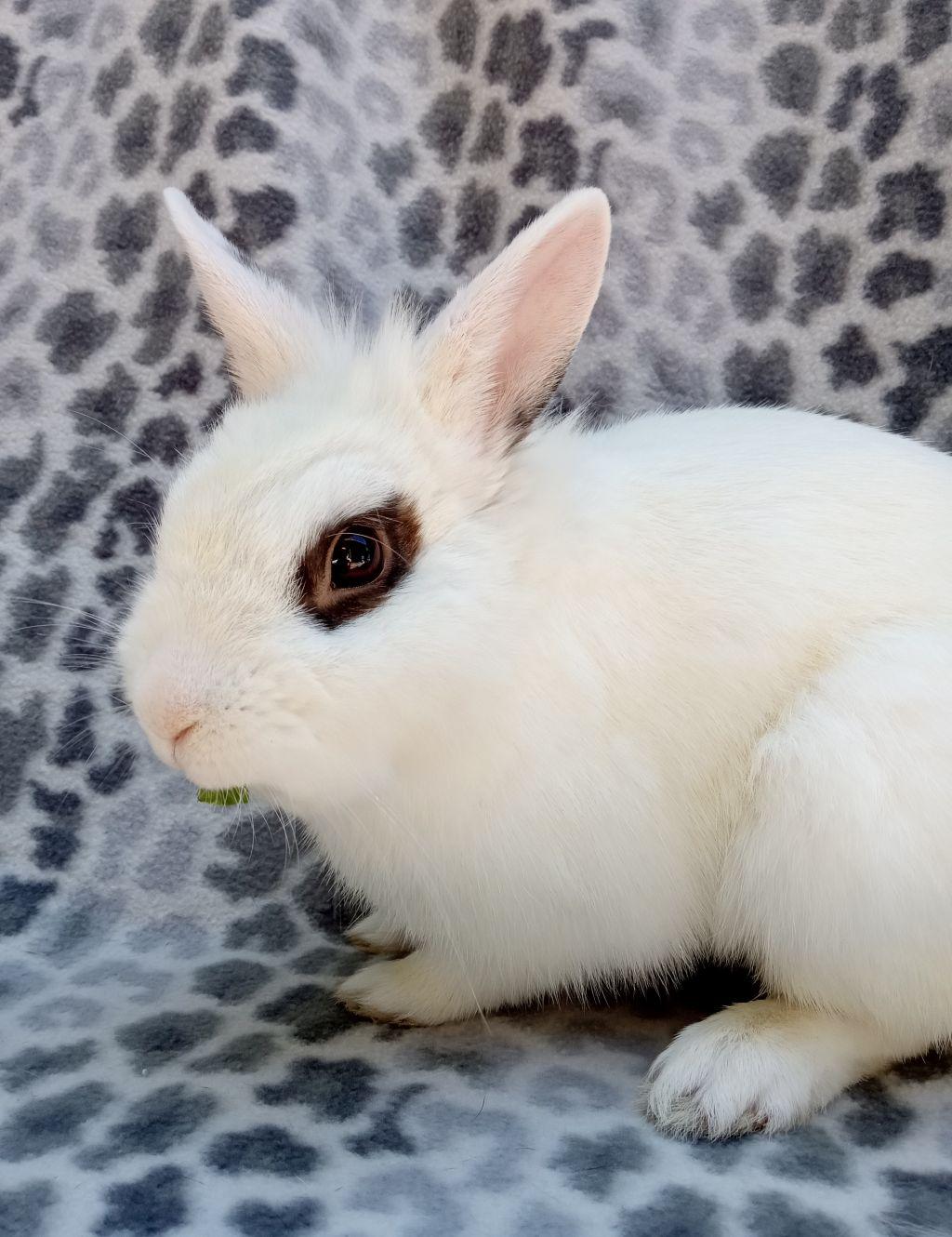 Enlarge Mr. Zing, a Adoptable Hotot in Goleta, CA image 3/4