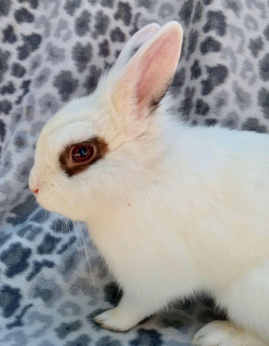 Enlarge Mr. Zing, a Adoptable Hotot in Goleta, CA image 4/4