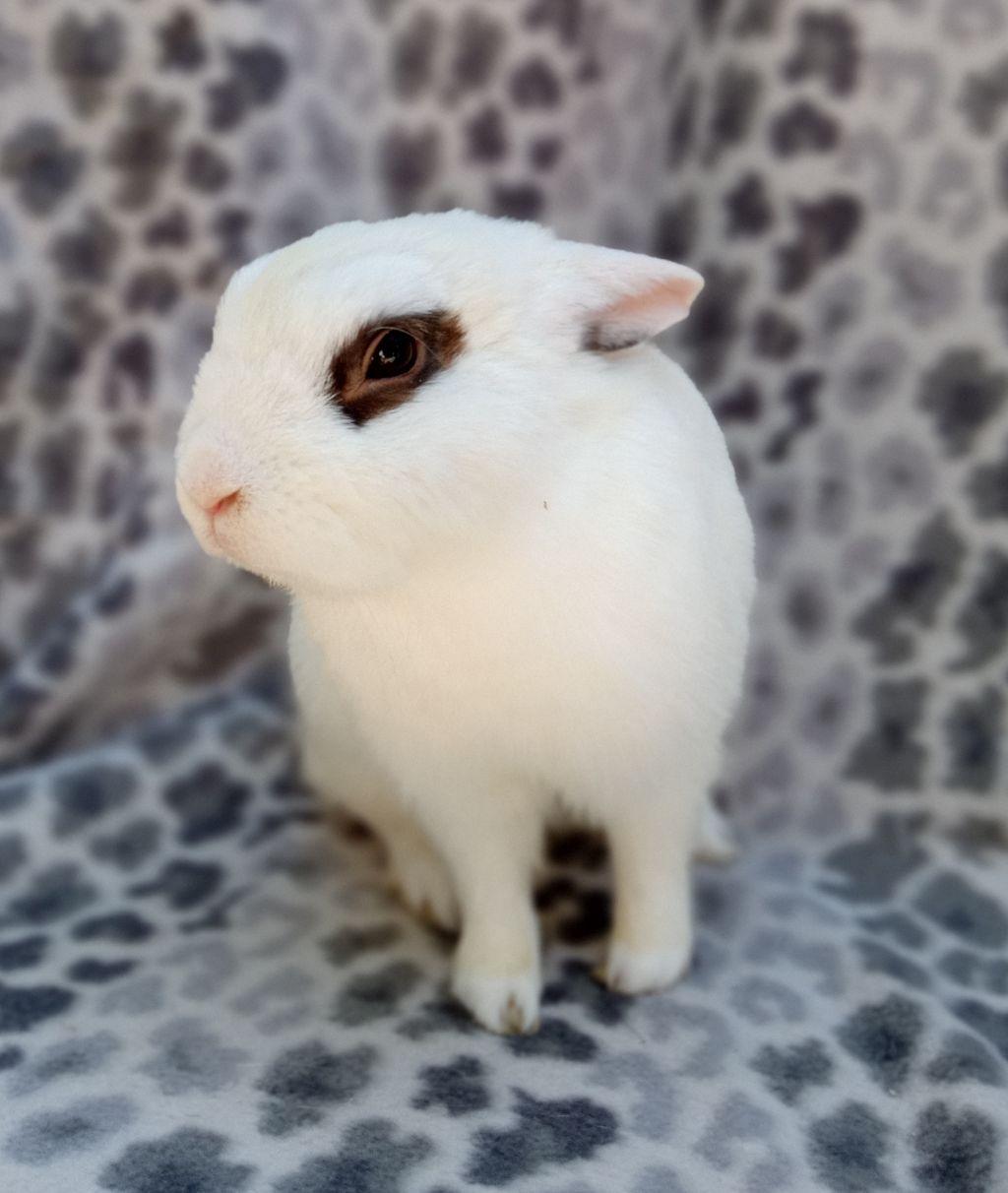 Enlarge Mr. Zing, a Adoptable Hotot in Goleta, CA image 1/4