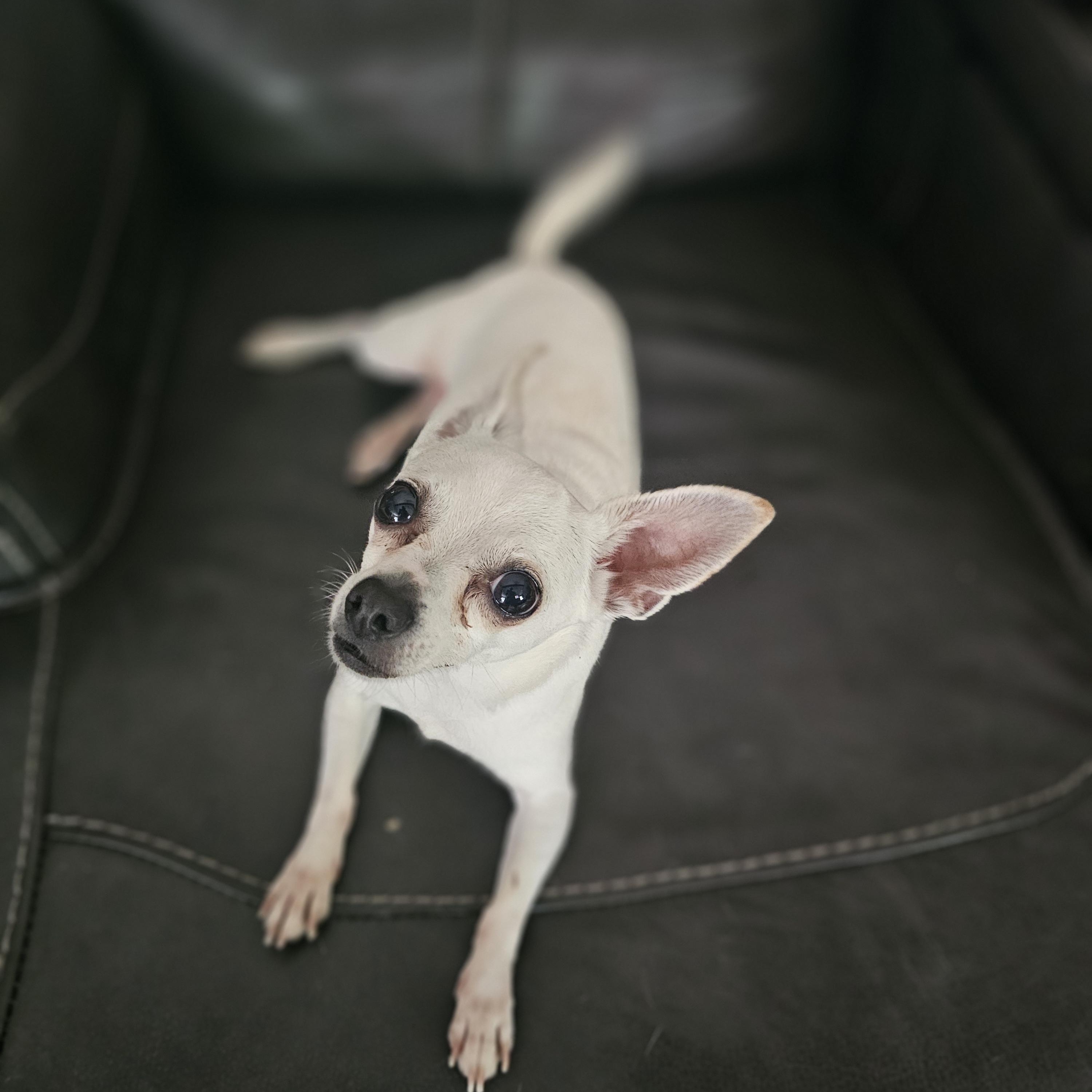 Tooter, adopted, Adult Male Chihuahua.