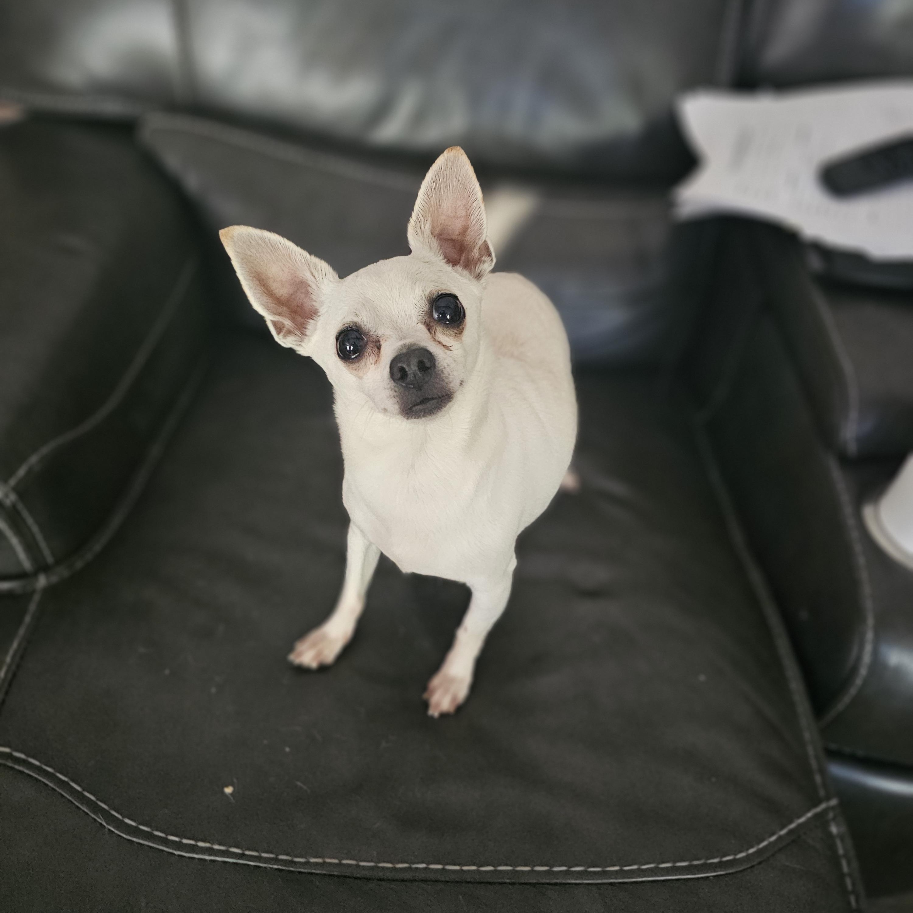 Tooter, an adopted Chihuahua in O Fallon, IL image 3/4