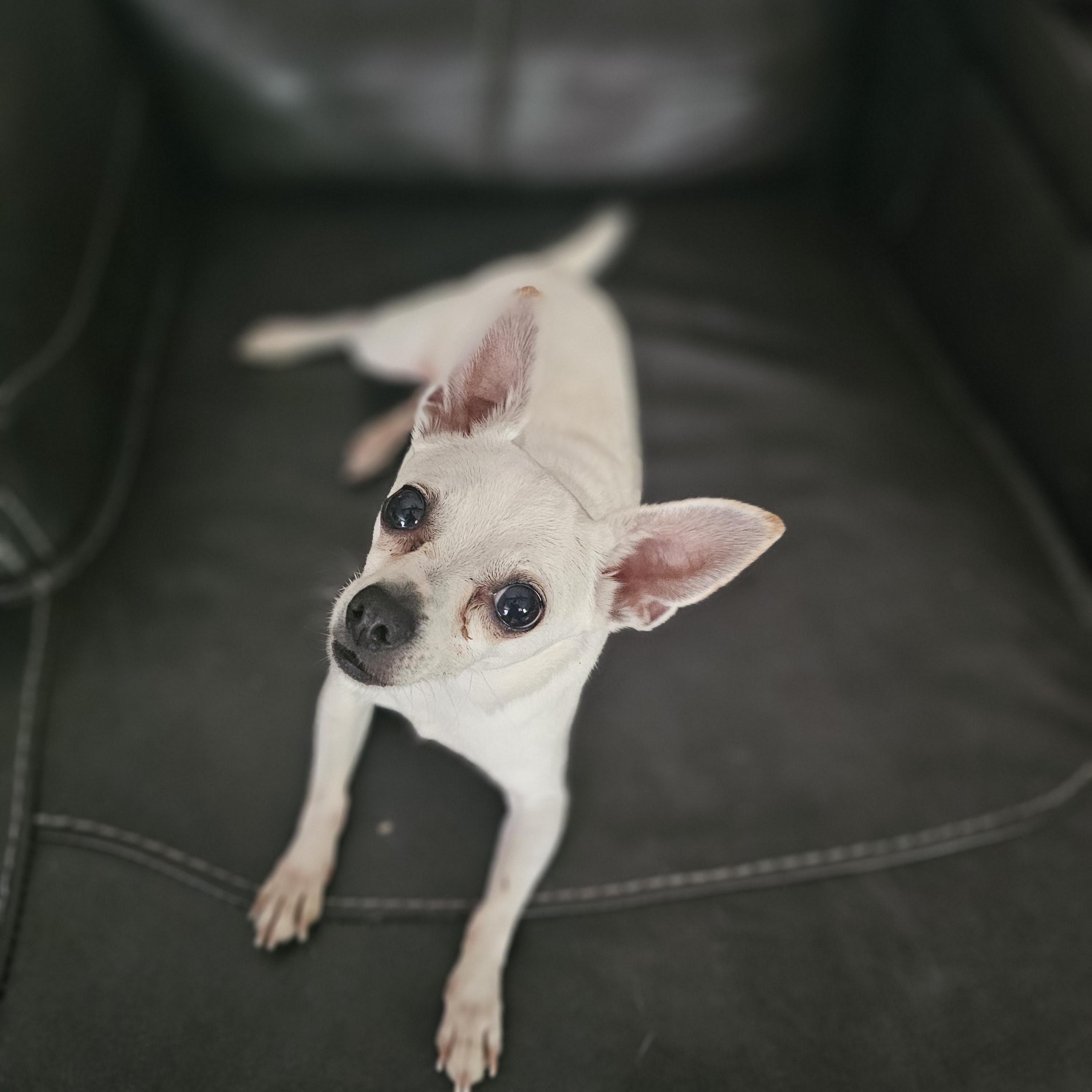 Tooter, an adopted Chihuahua in O Fallon, IL image 2/4