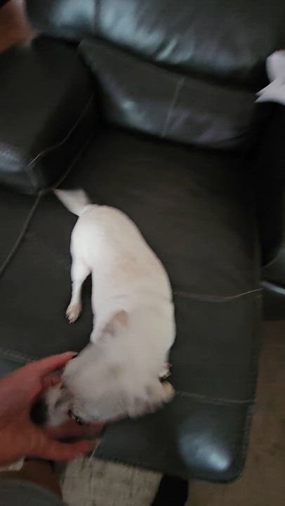 Enlarge Tooter, an adopted Chihuahua in O Fallon, IL video 4/4