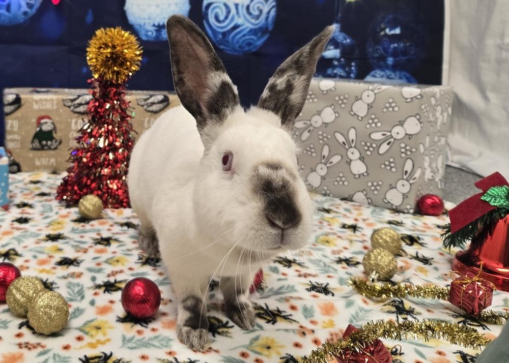 Whimsy, a Adoptable Californian in Westford, MA image 1/6