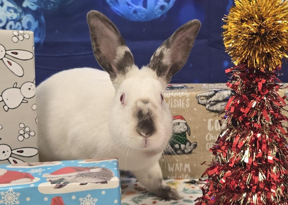 Whimsy, a Adoptable Californian in Westford, MA image 2/6