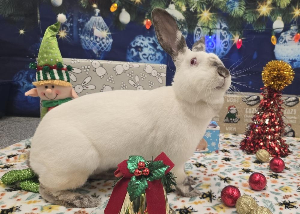 Whimsy, a Adoptable Californian in Westford, MA image 4/6