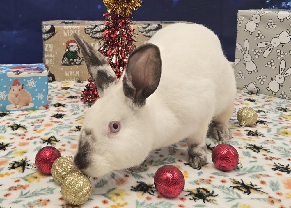 Whimsy, a Adoptable Californian in Westford, MA image 5/6