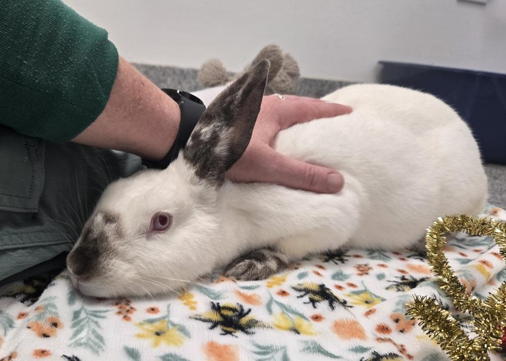 Whimsy, a Adoptable Californian in Westford, MA image 6/6