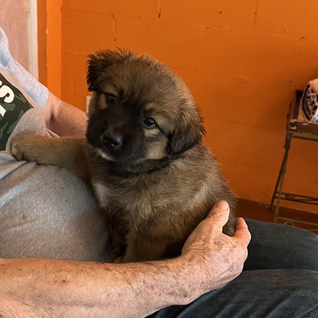 Lula, Adoptable, Puppy Female Mixed Breed.