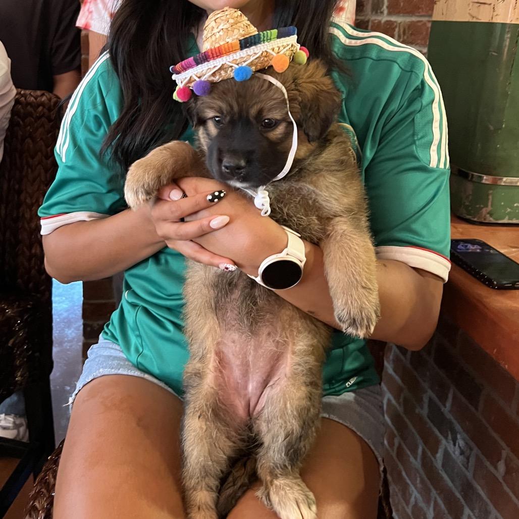 Lula, a Adoptable Mixed Breed in Austell, GA image 2/3