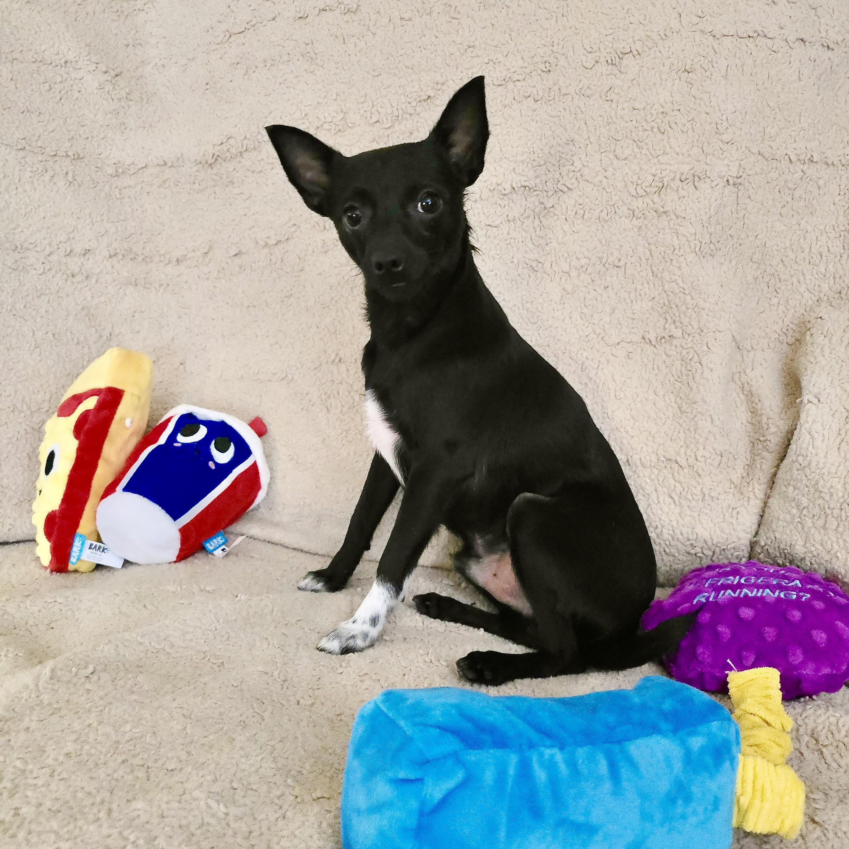Chase, ADOPTABLE, Puppy Male Chihuahua & Rat Terrier.