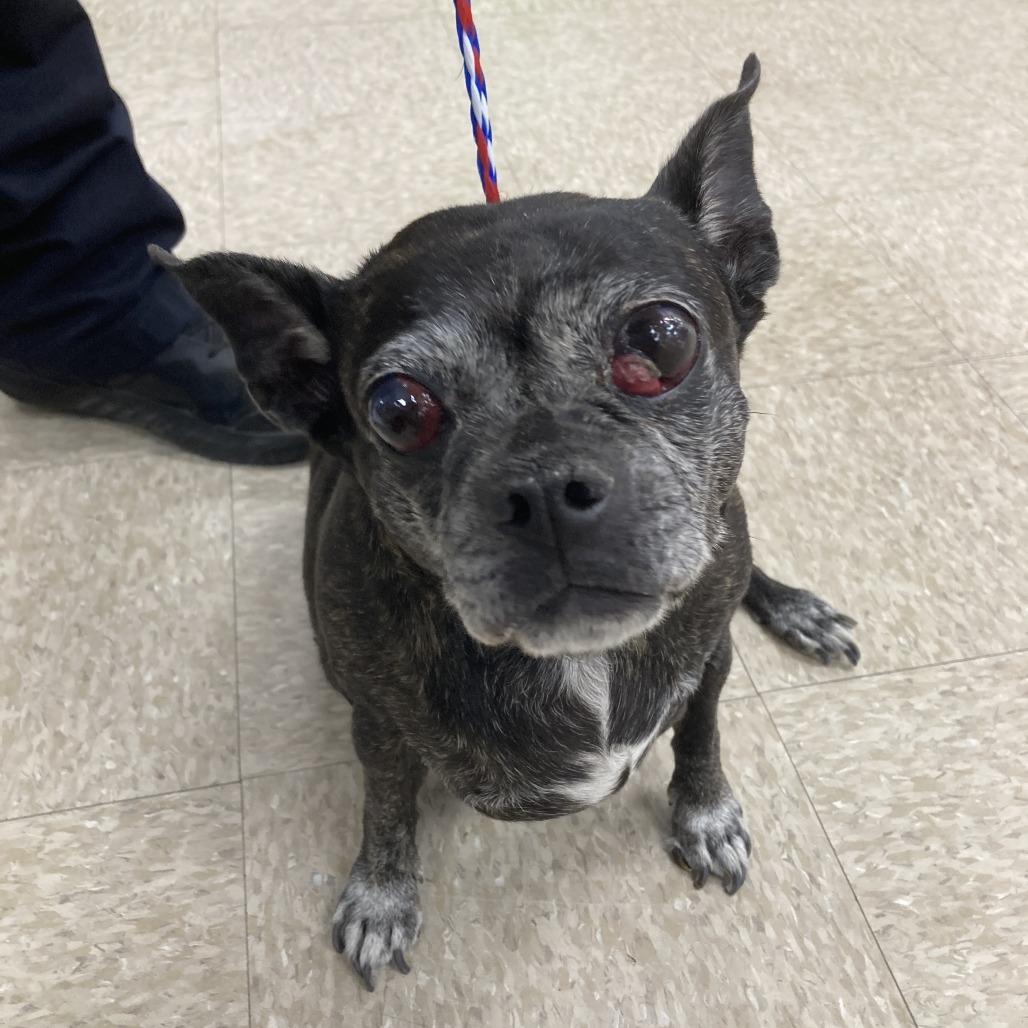 DOG 05/18/2026, Adoptable, Senior Female Pug & Boston Terrier.