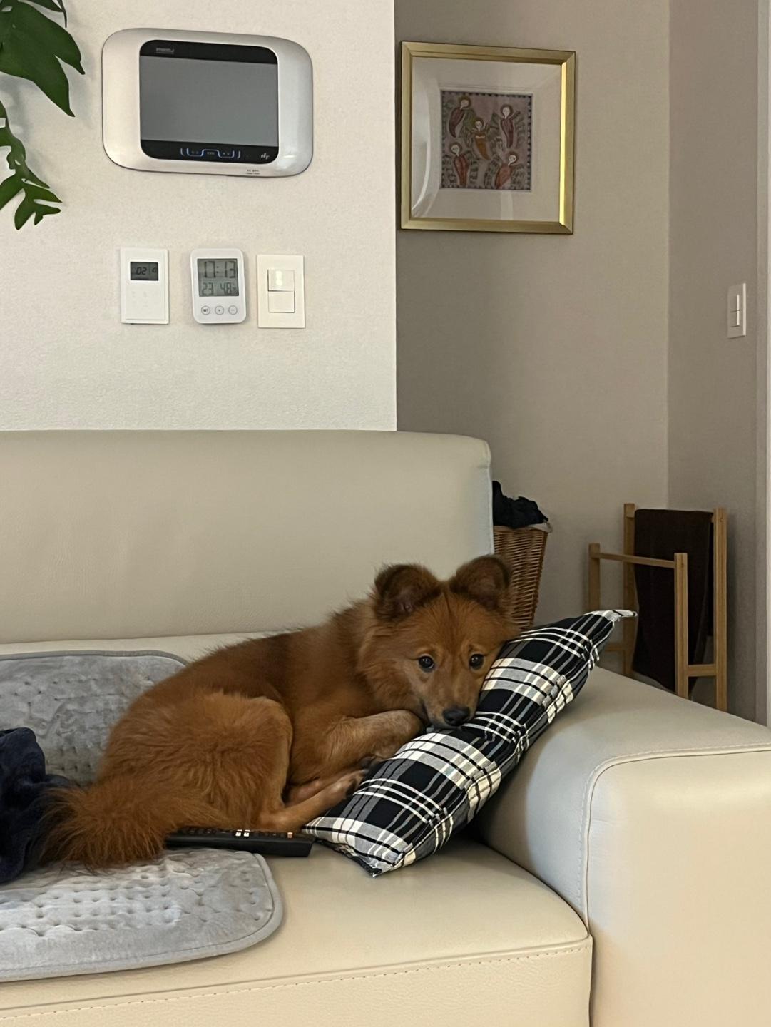 San, a Adoptable mixed breed in Seattle , WA image 5/5