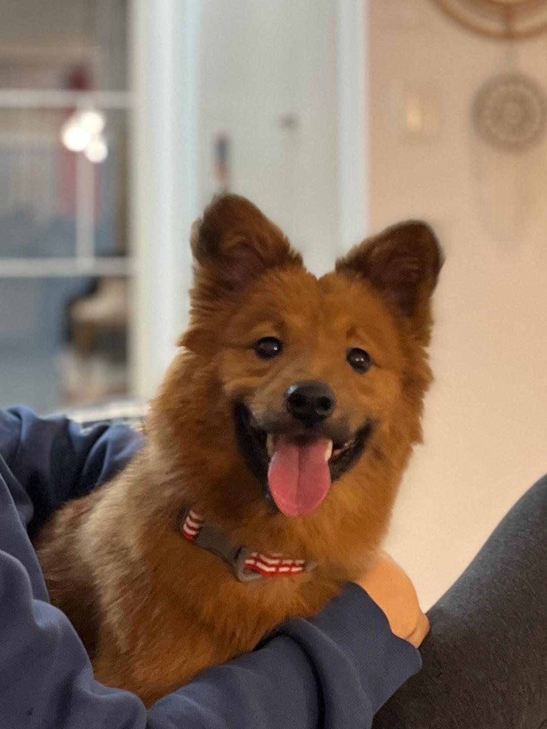 San, a Adoptable mixed breed in Seattle , WA image 2/5