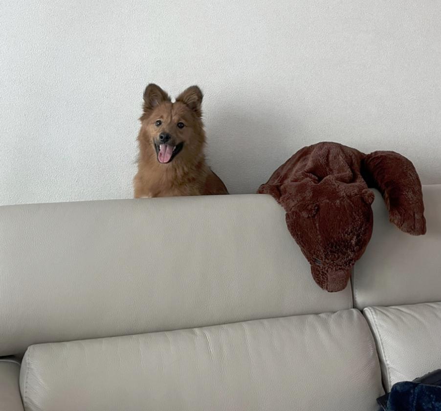 San, a Adoptable mixed breed in Seattle , WA image 3/5