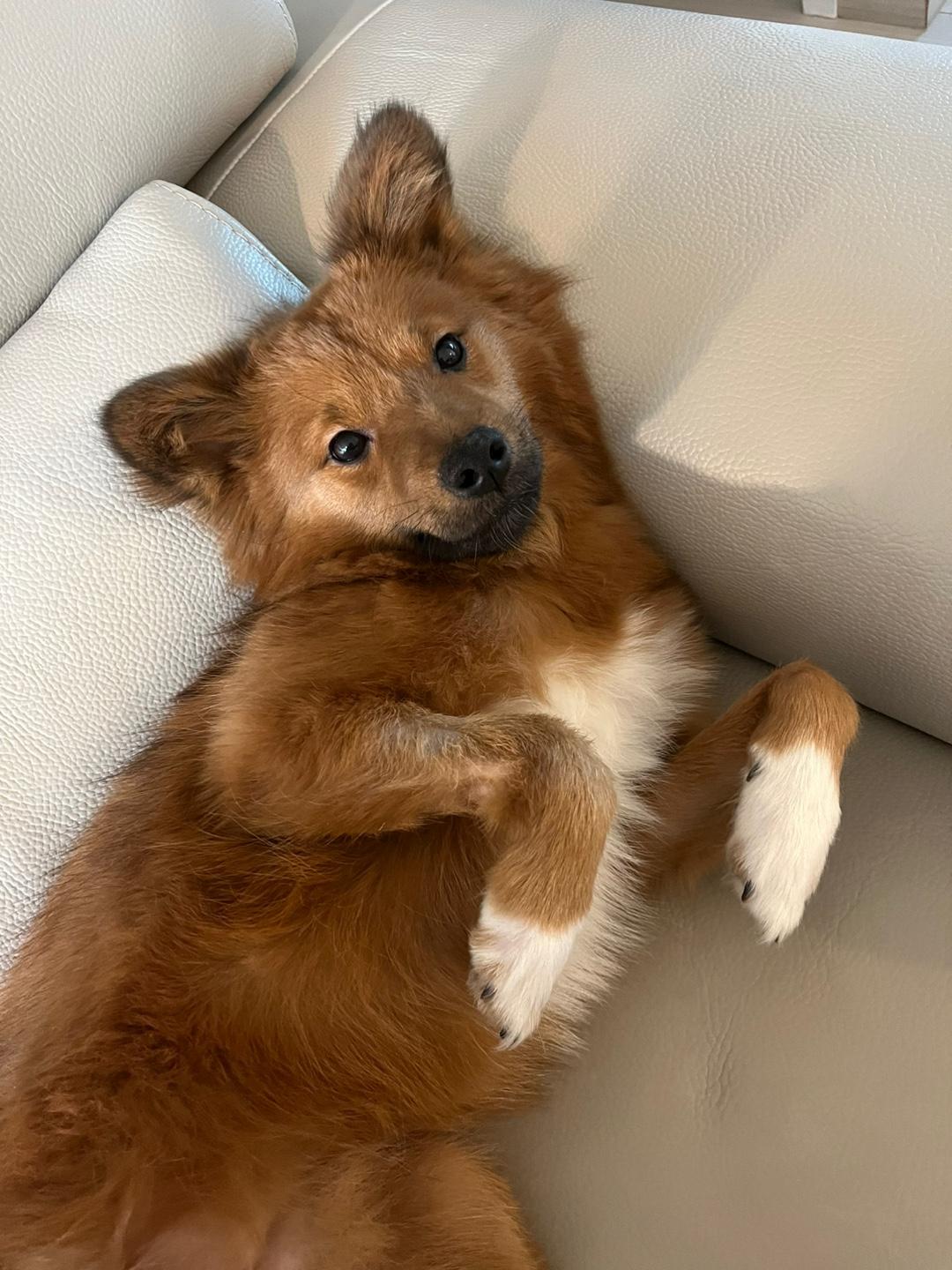 San, a Adoptable mixed breed in Seattle , WA image 1/5