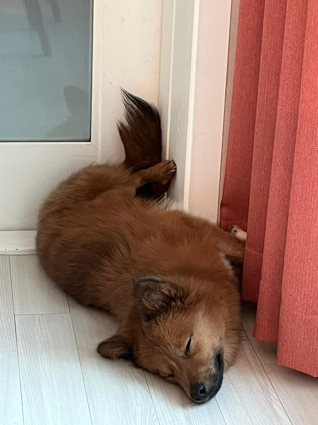 San, a Adoptable mixed breed in Seattle , WA image 4/5