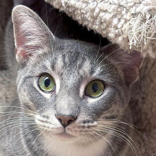 Joey, Adoptable, Young Male Domestic Short Hair.