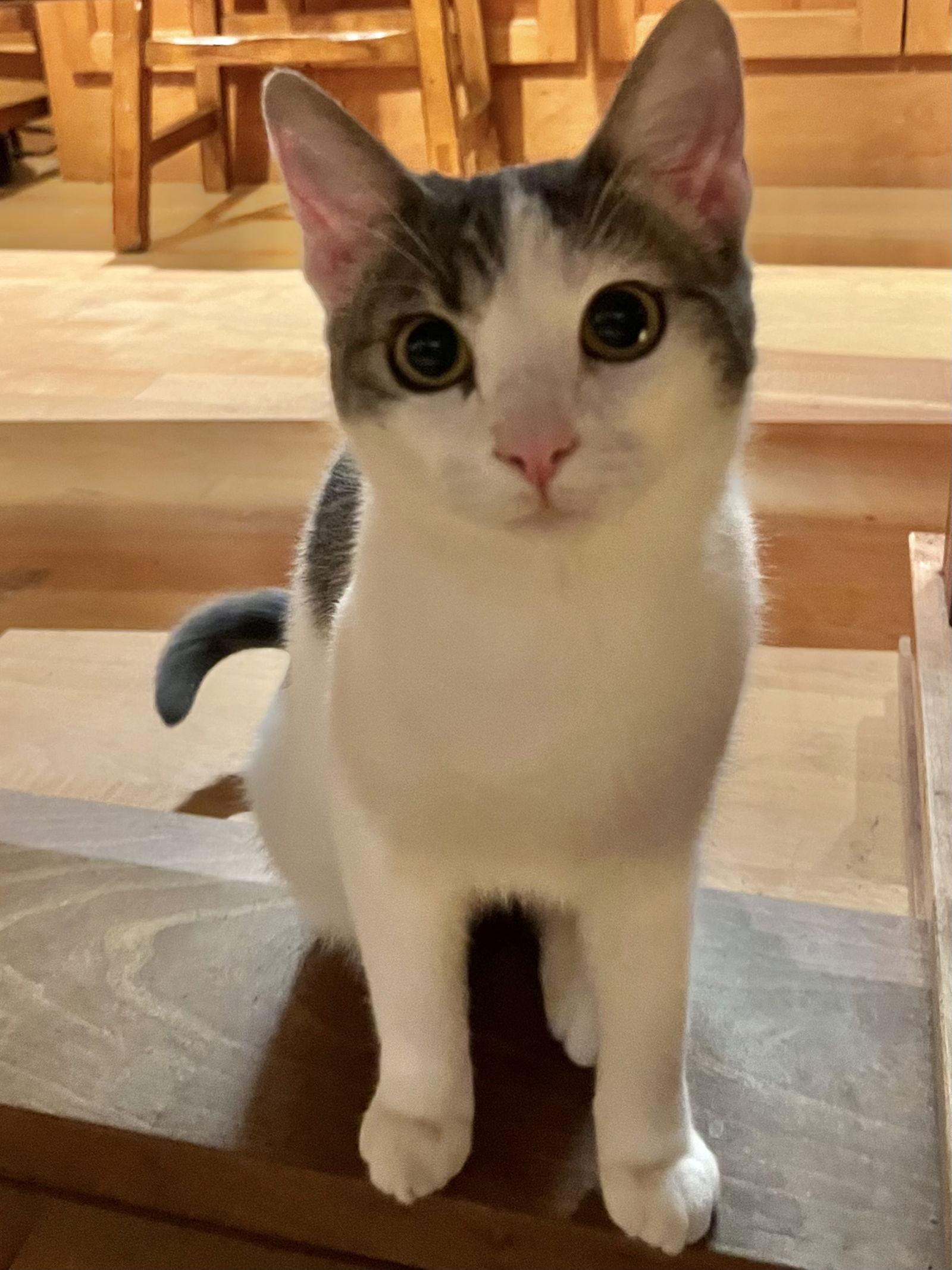 Sadie, Adoptable, Young Female Tabby & Domestic Short Hair.