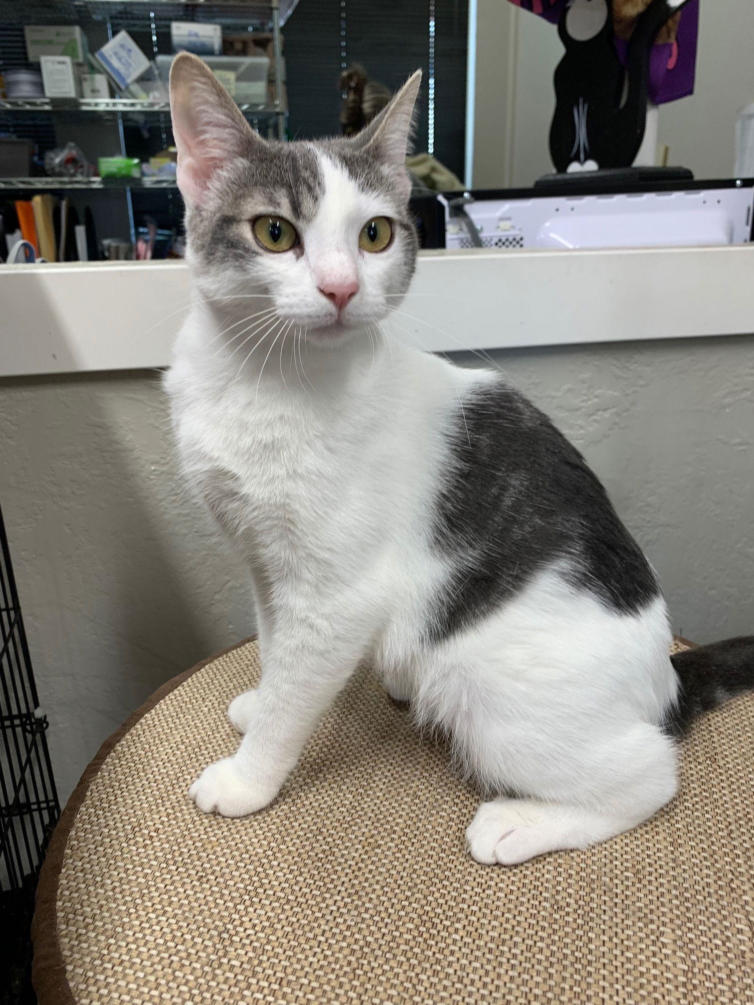 Enlarge Sadie, a Adoptable mixed breed in Walnut Creek, CA image 3/3