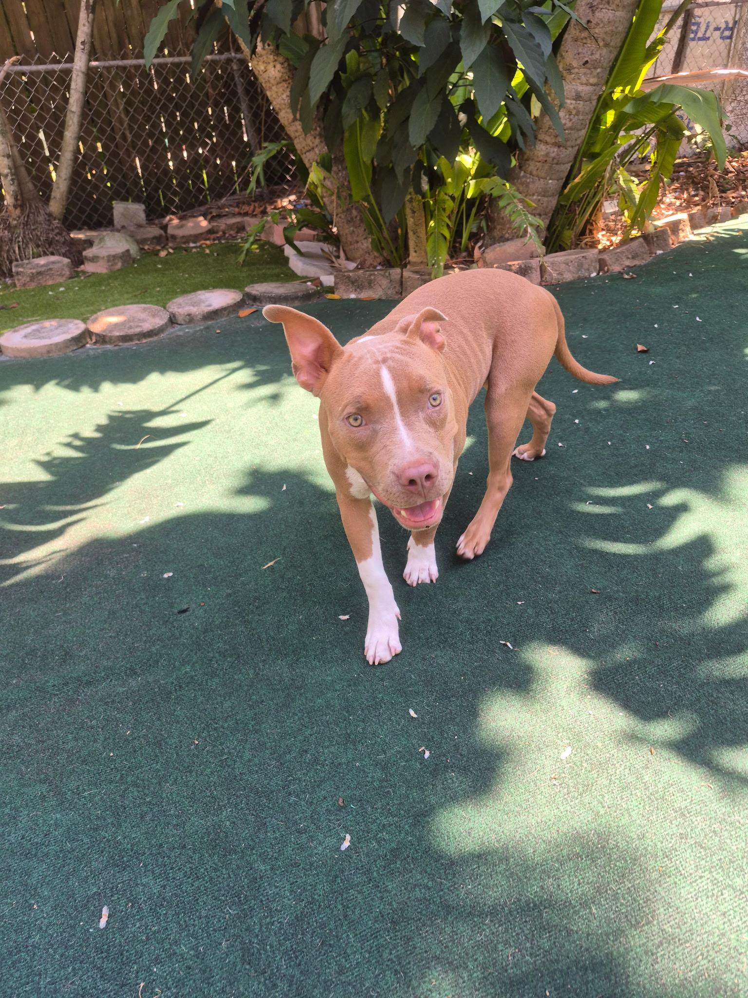 Enlarge Coral, a ADOPTABLE mixed breed in Lake Worth, FL image 3/6