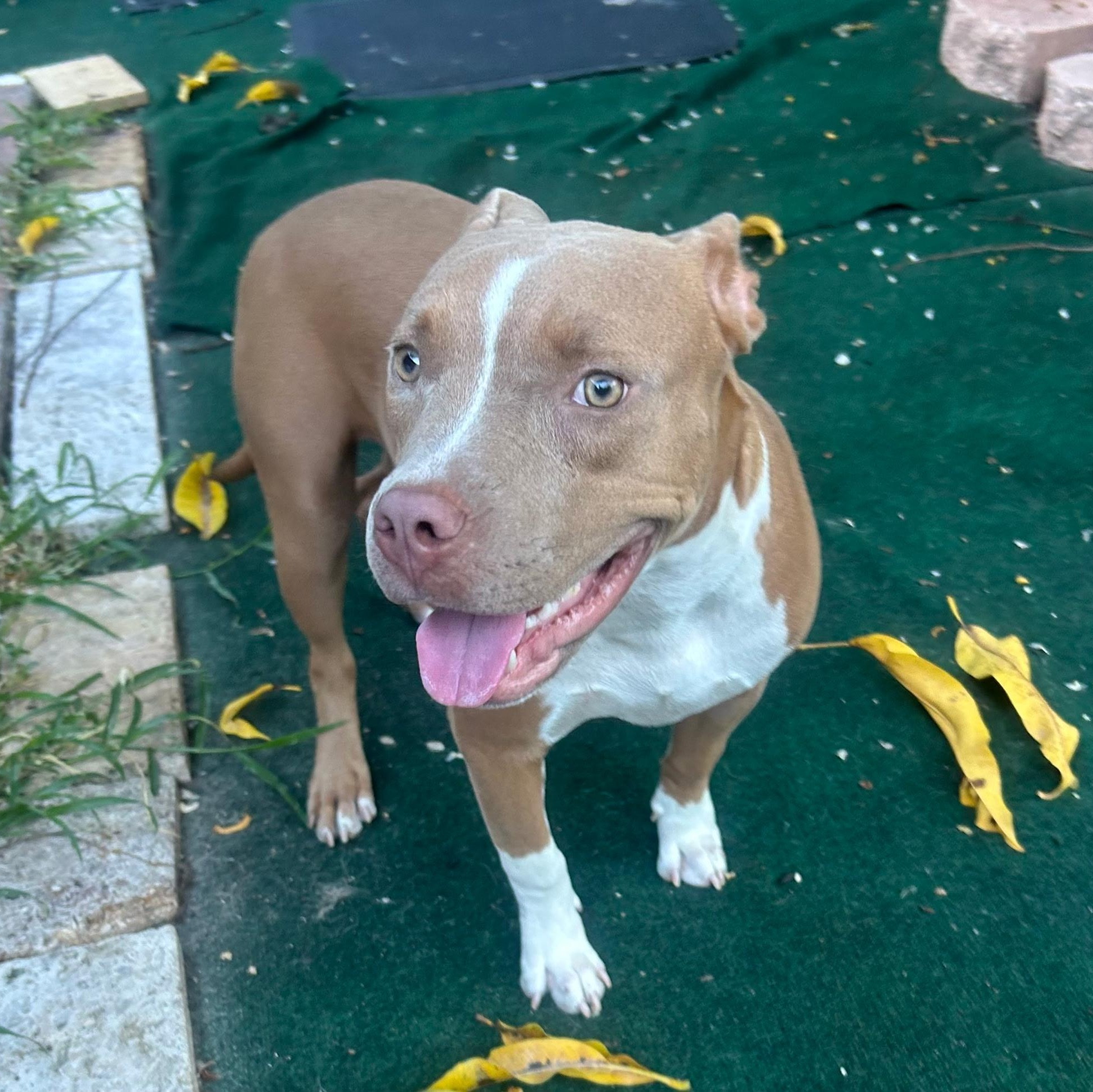 Coral, ADOPTABLE, Puppy Female American Staffordshire Terrier.